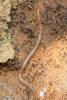 Geophilus sp.